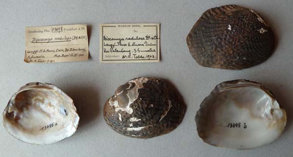 specimen