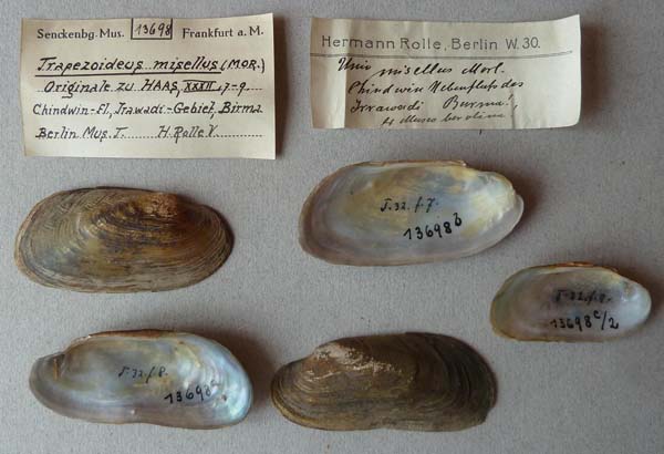 specimen