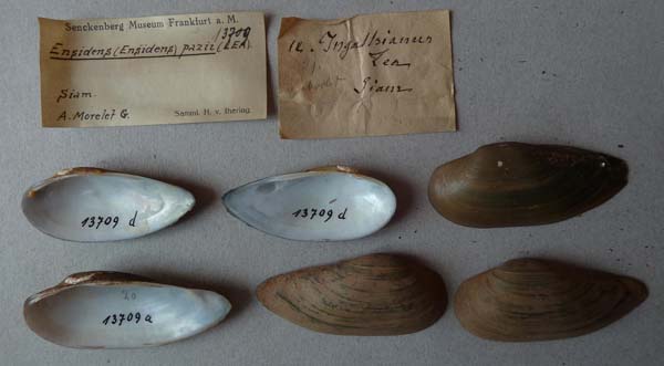 specimen