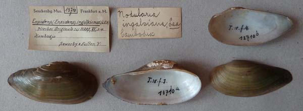 specimen
