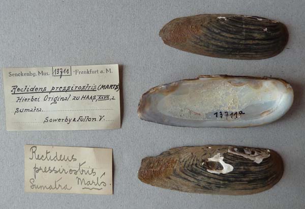 specimen