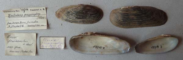 specimen