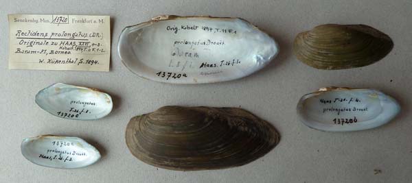 specimen
