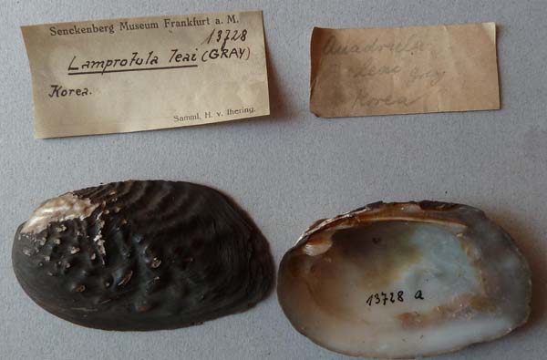 specimen