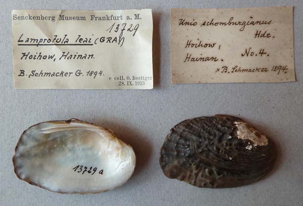 specimen