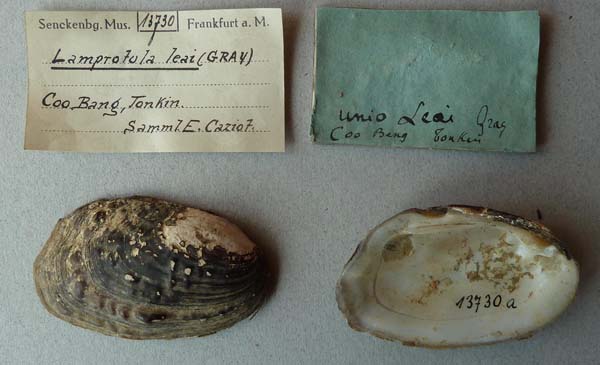 specimen
