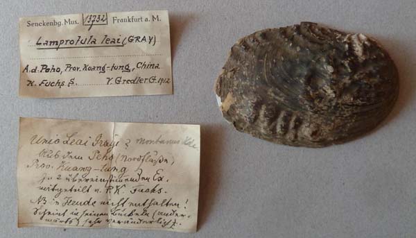 specimen