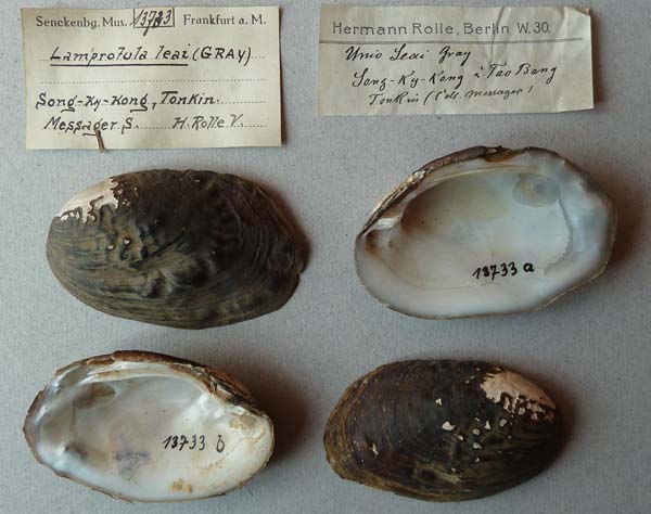 specimen