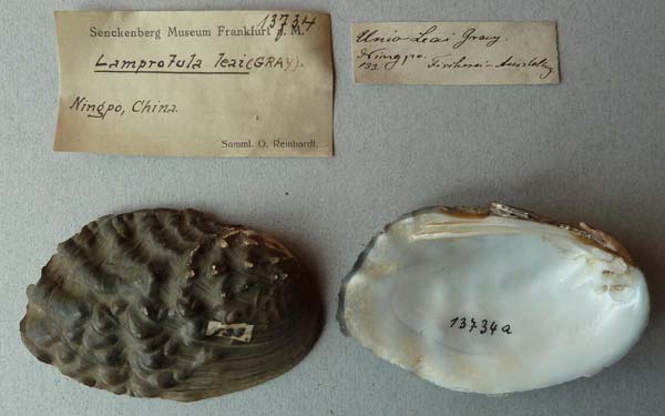 specimen