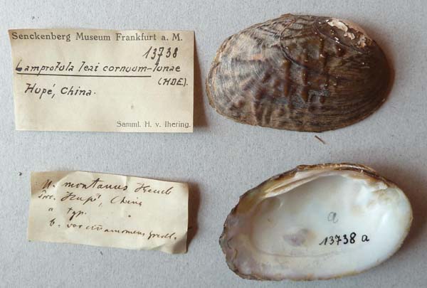 specimen