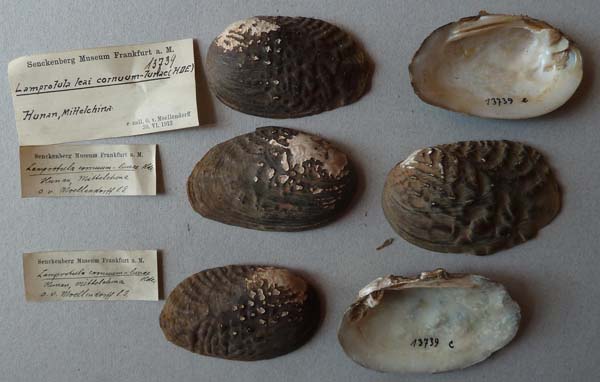 specimen