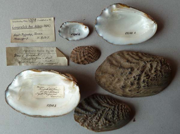 specimen