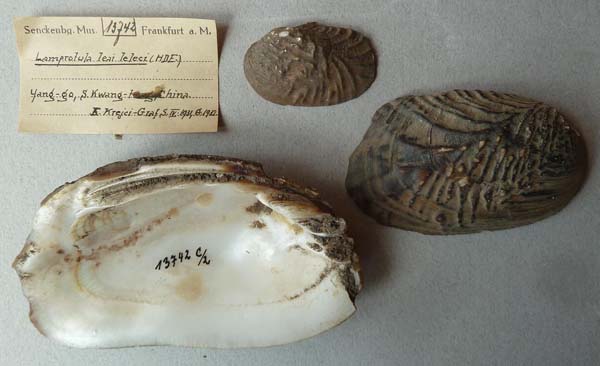 specimen