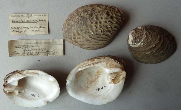 specimen