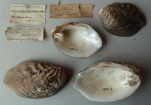 specimen