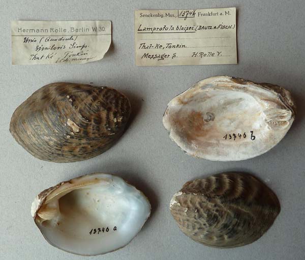 specimen
