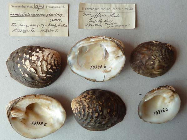 specimen