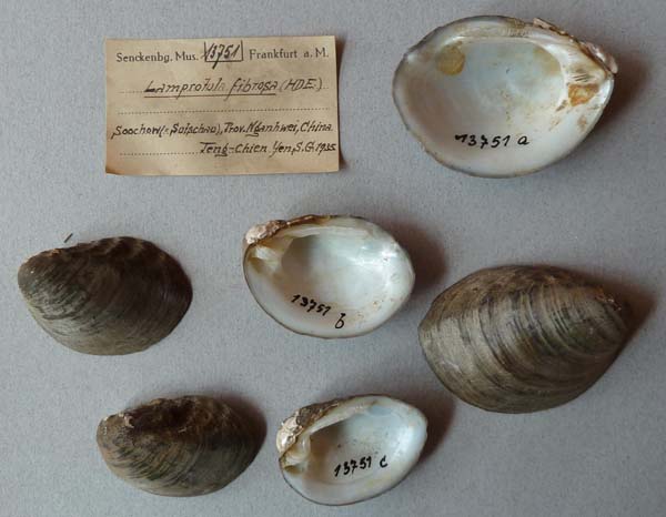 specimen