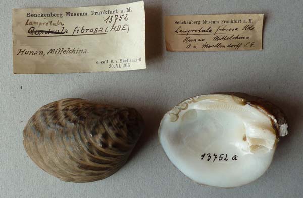 specimen