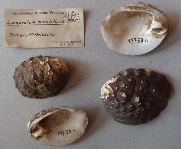 specimen