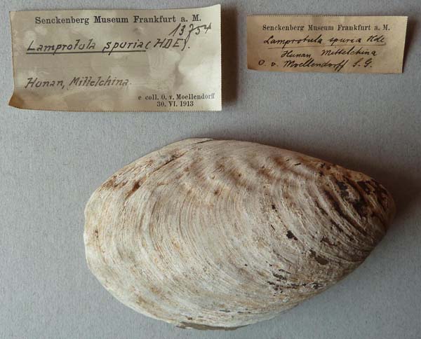 specimen