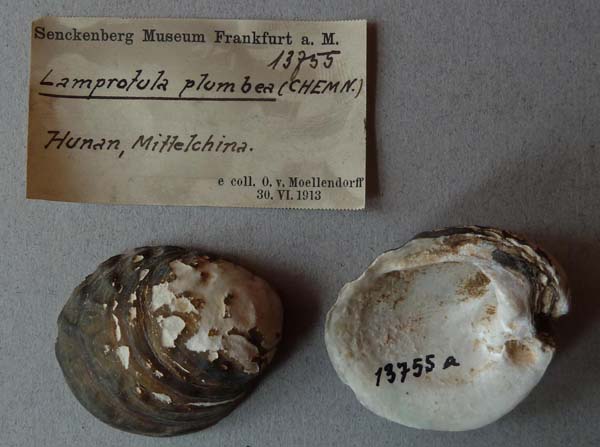 specimen