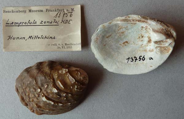 specimen