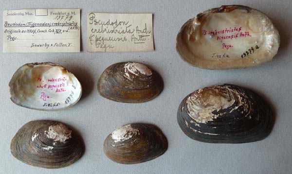 specimen