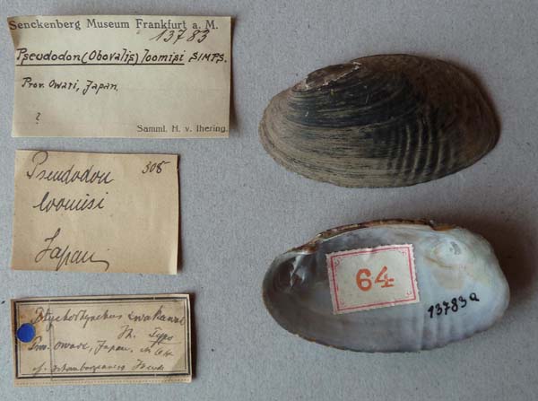 specimen