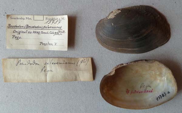 specimen