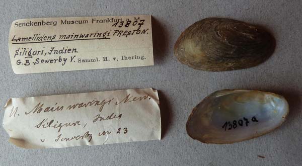 specimen