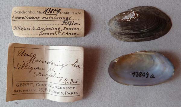 specimen