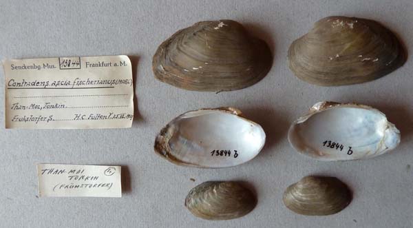 specimen
