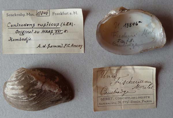 specimen