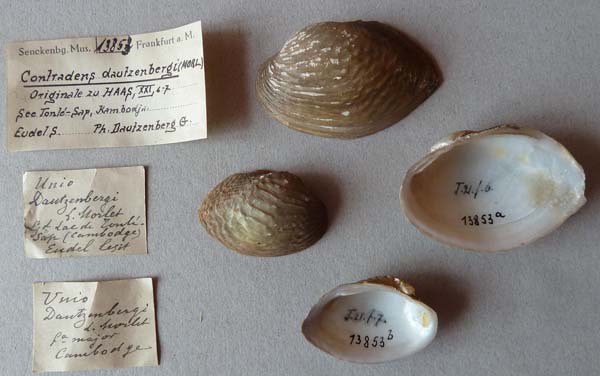 specimen