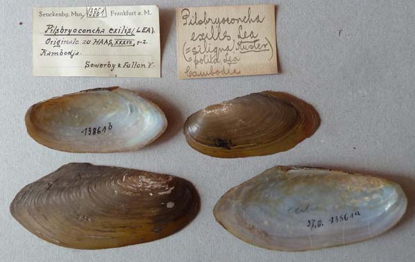 specimen