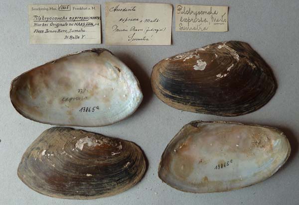 specimen