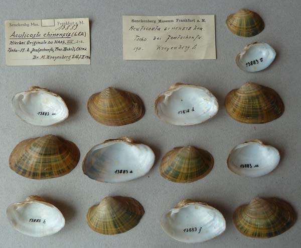 specimen