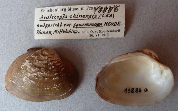 specimen