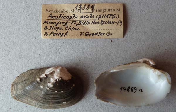 specimen