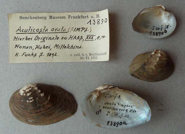 specimen