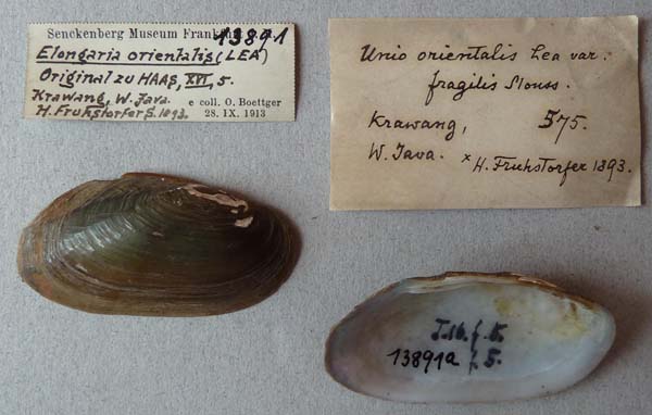 specimen