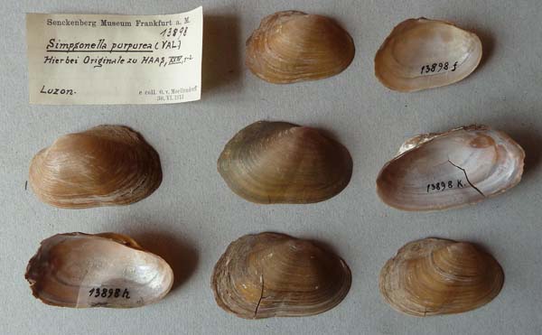 specimen