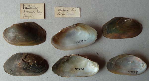 specimen