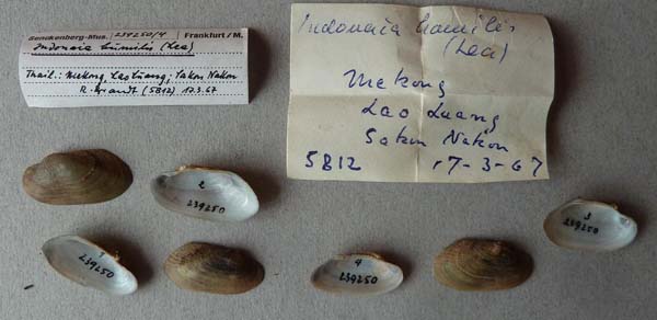 specimen