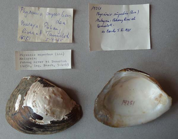 specimen