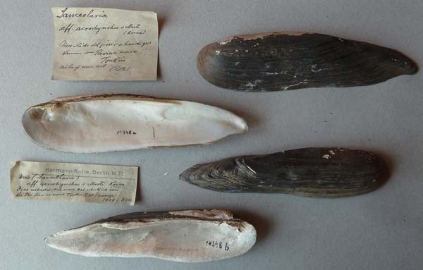 specimen