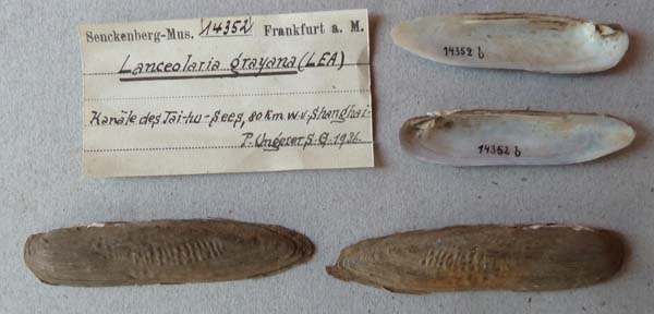 specimen