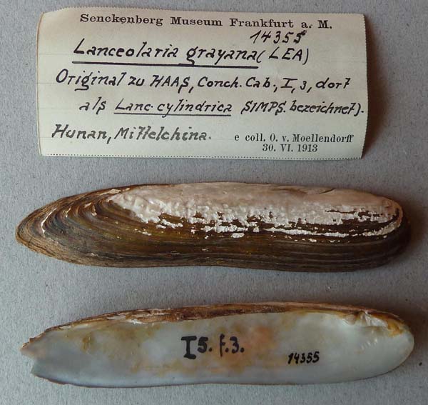 specimen