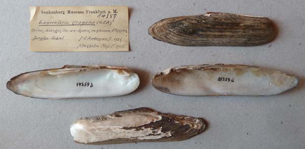 specimen